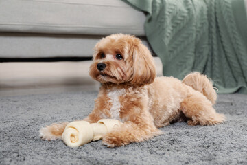 Cute dog with chew bone on carpet at home