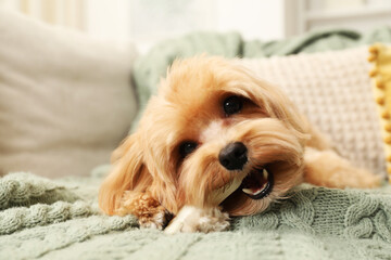 Cute dog with chew bone on sofa at home