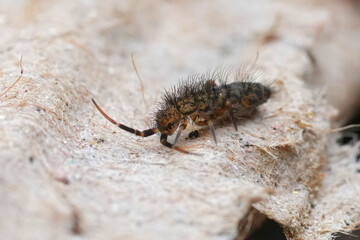 Closeup on a European hairy slender common springtail, Orchesella villosa