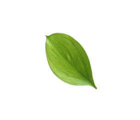 Obraz premium One fresh green Ruscus leaf isolated on white