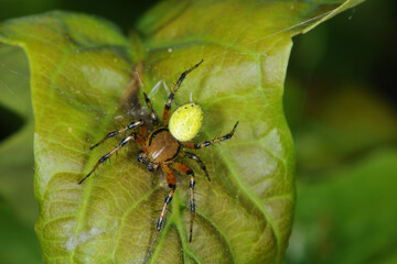 Kürbisspinne, Araniella opisthographa