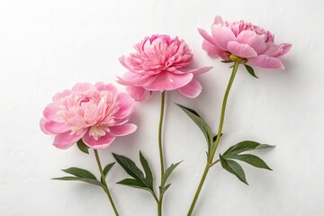 Three Pink Peonies Arranged Against a White Background Generative AI