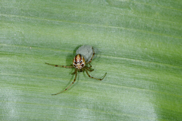 Kleine,  Gewöhnliche Haubennetzspinne Phylloneta impressa, Weibchen