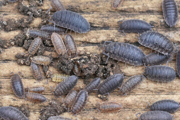 Closeup on an aggregation of rough woodlouse, Porcellio scaber on the underside of wood