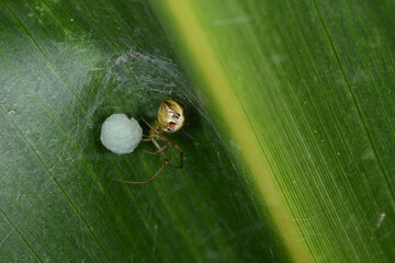 Kleine,  Gewöhnliche Haubennetzspinne Phylloneta impressa, Weibchen