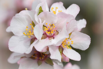 Closeup on the fragile flowering Cherry blossom , Prunus in the garden