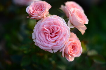 pink roses in garden