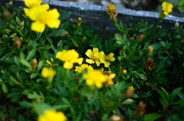yellow flowers in the garden