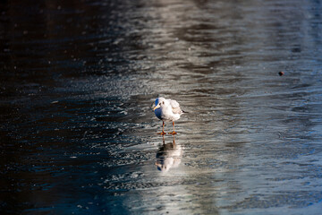 Seagull walks on a frozen lake