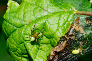 K&uuml;rbisspinne, Araniella opisthographa