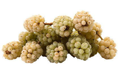 green and white coral
