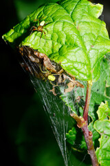 Kürbisspinne, Araniella opisthographa