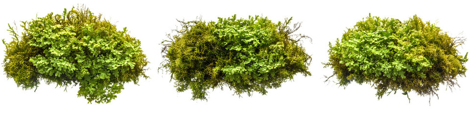 Fototapeta premium Irish moss isolated on transparent background, 