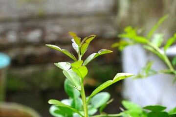 Lime tree shoots with blur background.
