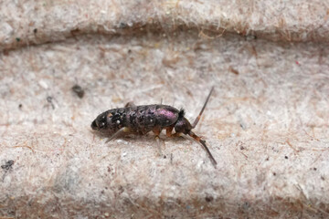 Extreme coseup on the Tomocerus vulgaris springtail