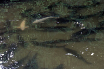 School of the European sea sturgeons swimming in a fish pond, some ripples on the surface of water, fish farming