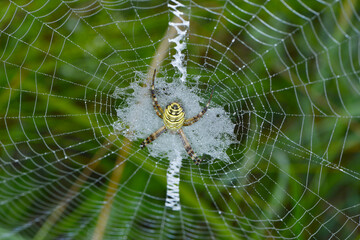 Wespenspinne,  Argiope bruennichi
