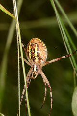Wespenspinne,  Argiope bruennichi