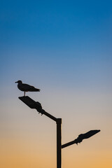 Seagull perched on street lamppost. bird silhouette. Sunset background.
