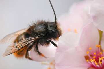 Closeup on a European orchard mason bee, Osmia cornuta drinking nectar from a cherry flower