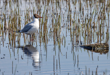 black-headed gull standing in water with reflection