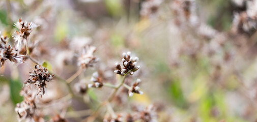 Small brown flower of grass and blur nature background