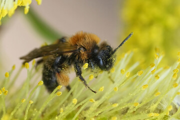 Closeup on a female dark colored Gwynne's mining bee, Andrena bicolor eating yellow Willow pollen