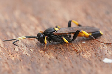 Detailed closeup on a colorfull ichneumonid wasp,  Ichneumon stramentor