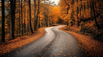 Obraz premium Serene autumn road winding through the golden forest landscape at daylight