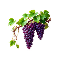 Fototapeta premium red grapes with leaves grapes,organic grapes, juicy grapes, grape bunch, transparent grapes, isolated grapes, fruit design