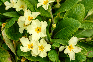 white flowers in the garden
