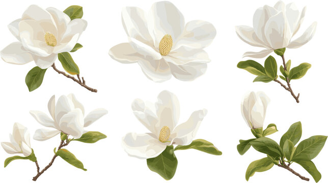 Set of white magnolia flowers in different poses with stems and leaves isolated on white background