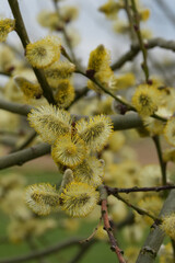 Fototapeta premium Closeup on a yellow golden colored pollen on male Goat Willow catkins , Salic caprea. Bee food
