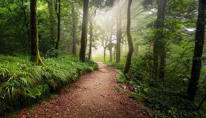 Obraz premium trail in the forest