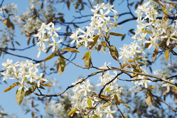 Fototapeta premium Felsenbirne, Amelanchier lamarckii, A.canadensis