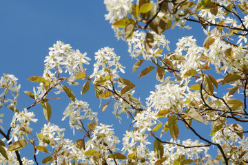 Felsenbirne, Amelanchier lamarckii, A.canadensis