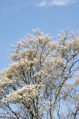 Felsenbirne, Amelanchier sp.