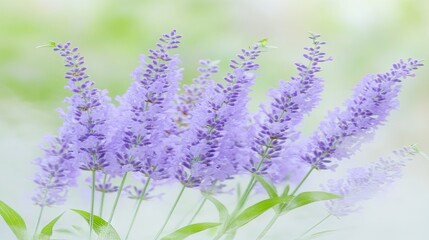Obraz premium Delicate lavender blossoms in soft light