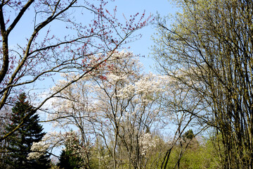 Felsenbirne, Amelanchier sp.