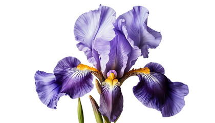 iris isolated on white background
