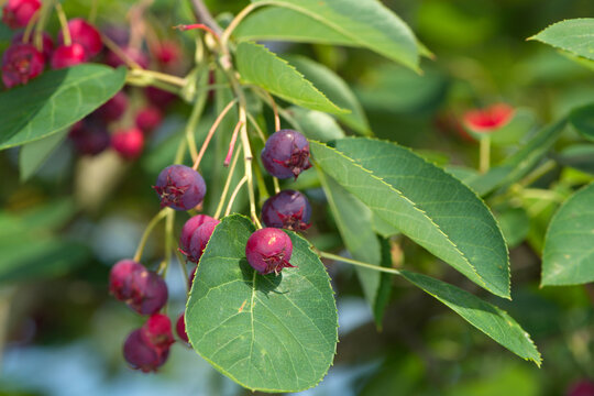 Felsenbirne, Gew&ouml;hnliche Felsenbirne,  Amelanchier ovalis
