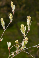 Felsenbirne, Gewöhnliche Felsenbirne,  Amelanchier ovalis