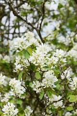 Felsenbirne, Ähren-Felsenbirne,  Amelanchier spicata, Pumilla