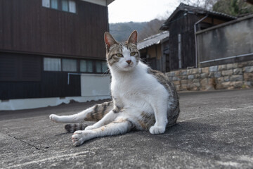 座って見つめる可愛い猫　キジトラ白