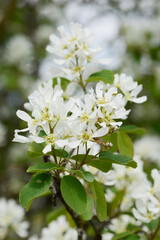 Felsenbirne, Ähren-Felsenbirne,  Amelanchier spicata, Pumilla