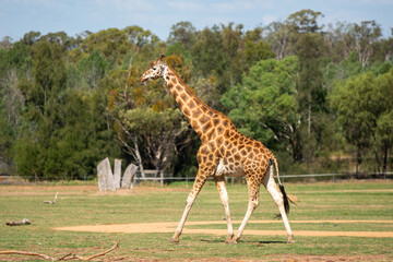 giraffe walking in the savannah