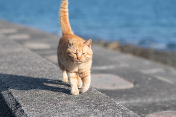 堤防を歩く可愛い猫　茶トラ猫