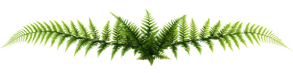 Fern isolated on transparent background, 