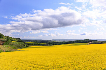 北海道安平町、黄色いじゅうたんに染まる菜の花畑【5月】