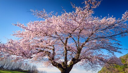spring blooming sakura tree